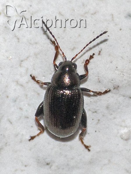 Phratora vitellinae