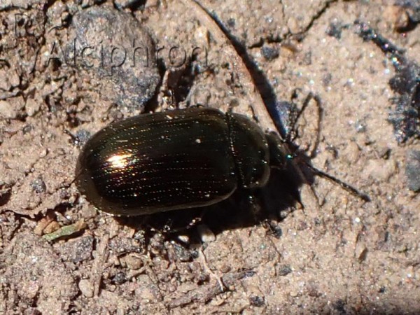 Phratora vitellinae