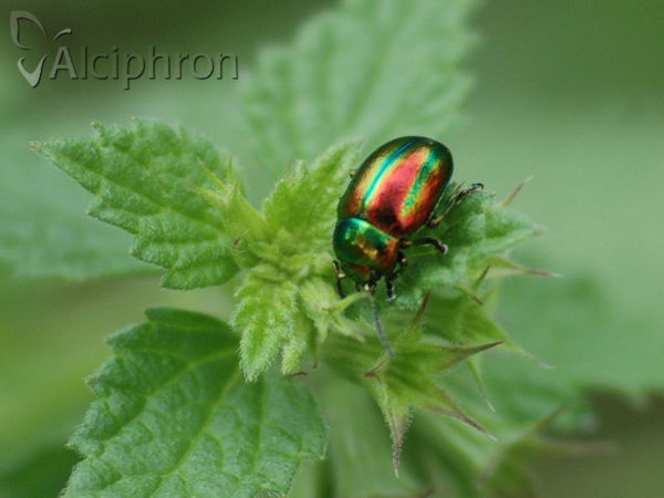 Oreina speciosa