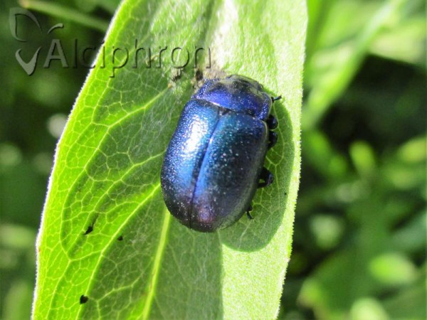Oreina caerulea