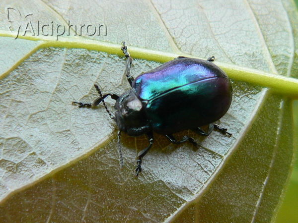 Oreina cacaliae