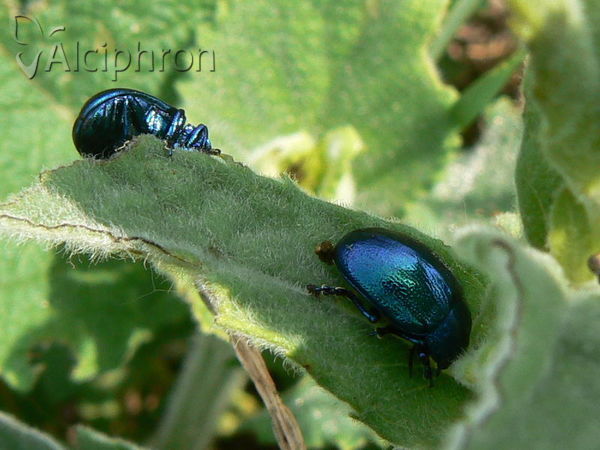 Oreina cacaliae