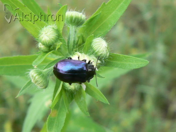 Oreina cacaliae