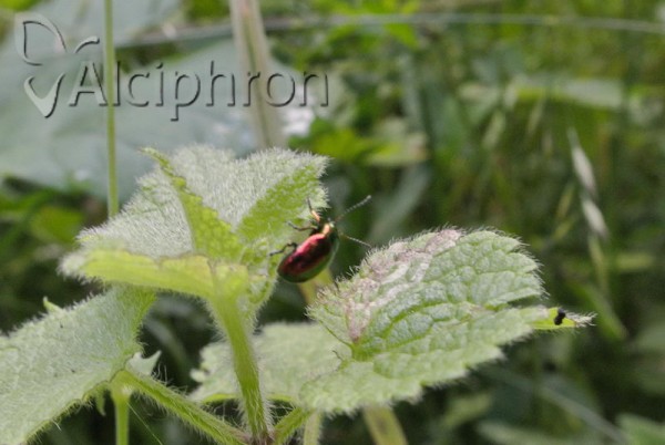 Oreina speciosissima