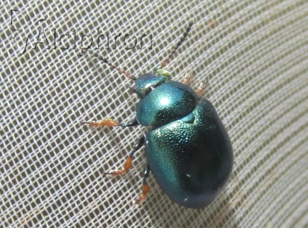 Colaphus sophiae