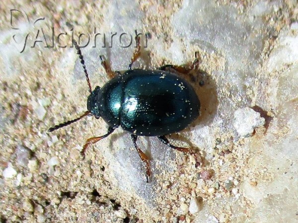 Colaphus sophiae