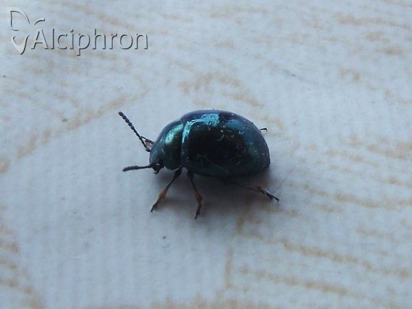Colaphus sophiae