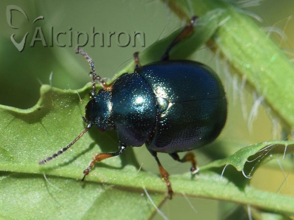 Colaphus sophiae