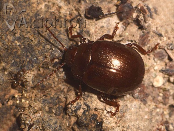 Chrysolina staphylaea
