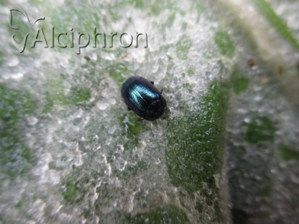 Chrysolina analis