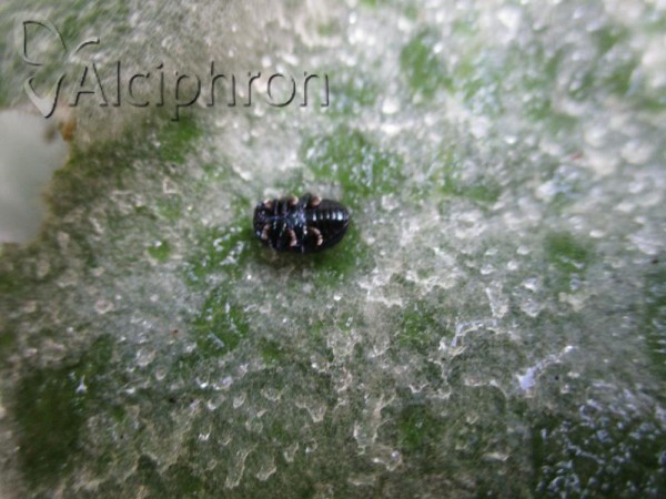 Chrysolina analis