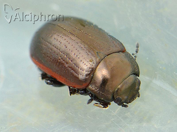 Chrysolina marginata