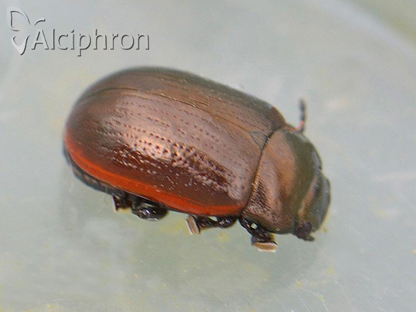 Chrysolina marginata