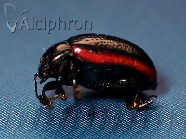 Chrysolina marginata