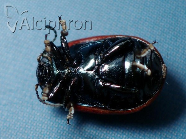 Chrysolina marginata