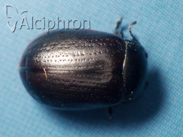 Chrysolina marginata