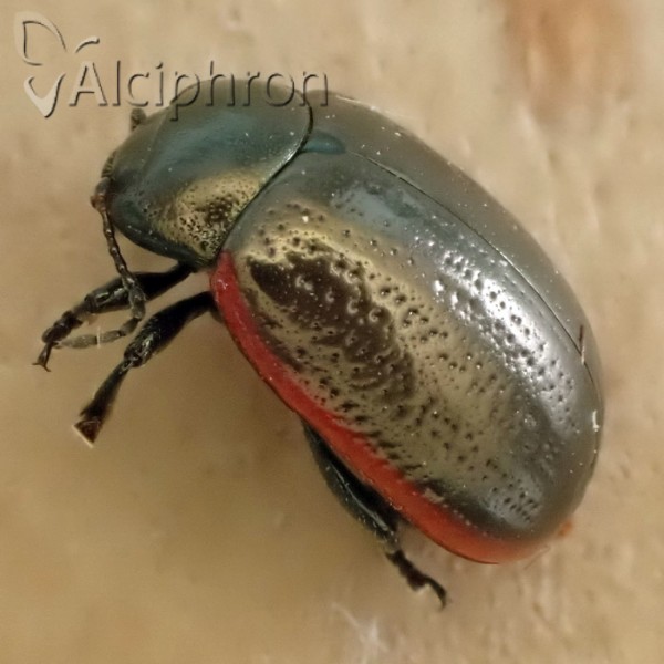 Chrysolina marginata