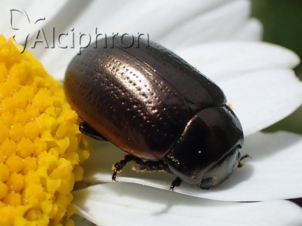 Chrysolina marginata