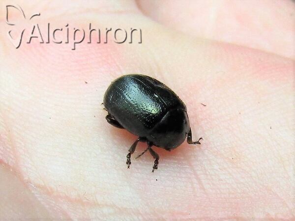 Chrysolina haemoptera