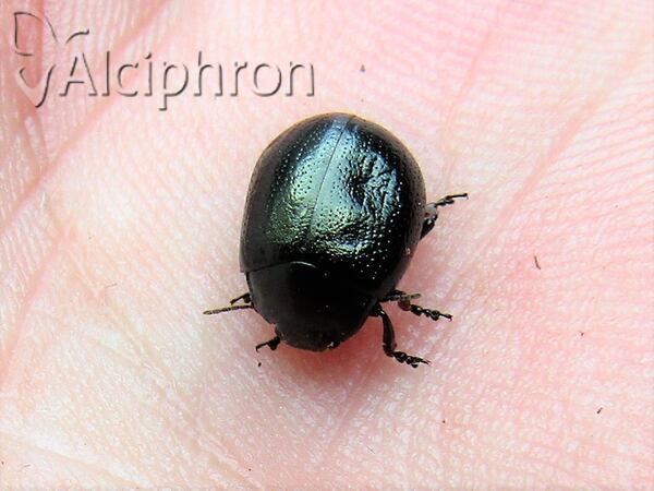 Chrysolina haemoptera