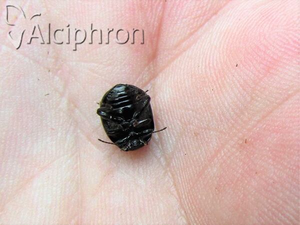 Chrysolina haemoptera