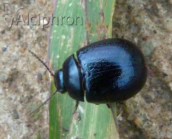 Chrysolina haemoptera