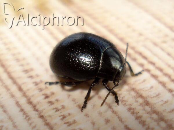Chrysolina haemoptera