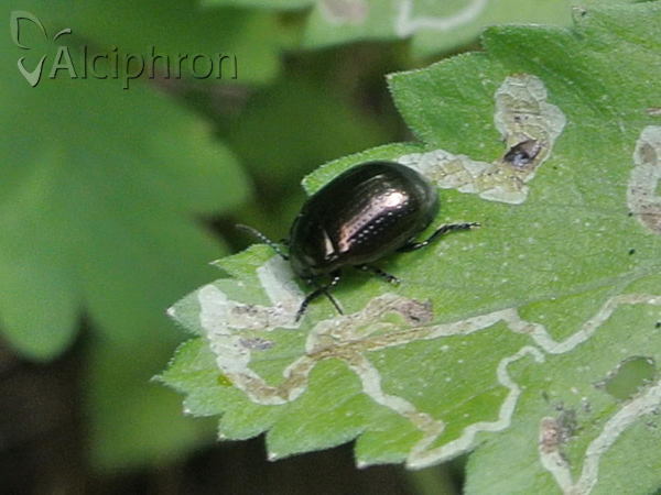 Chrysolina globosa