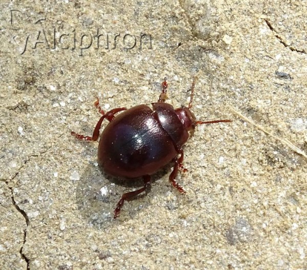 Chrysolina globosa