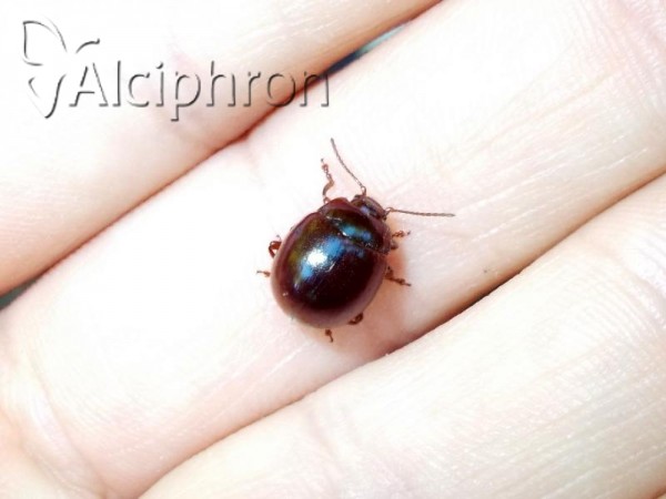 Chrysolina globosa