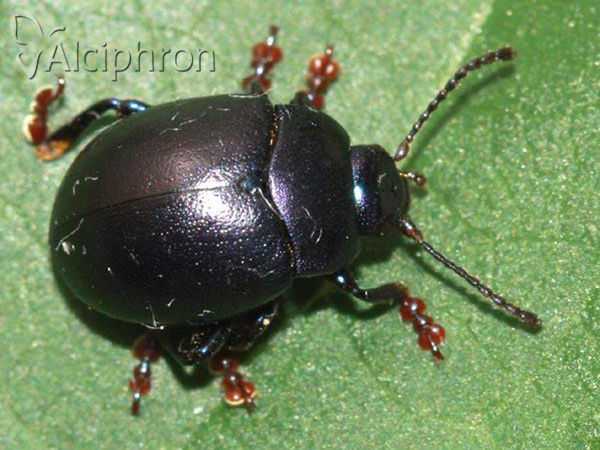Chrysolina sturmi