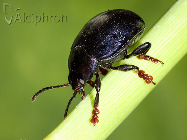 Chrysolina sturmi