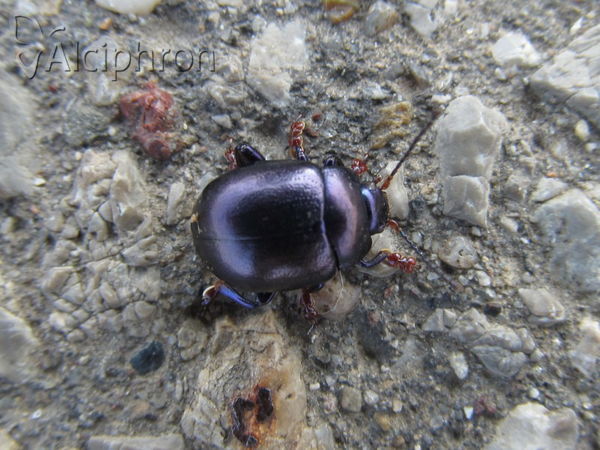 Chrysolina sturmi