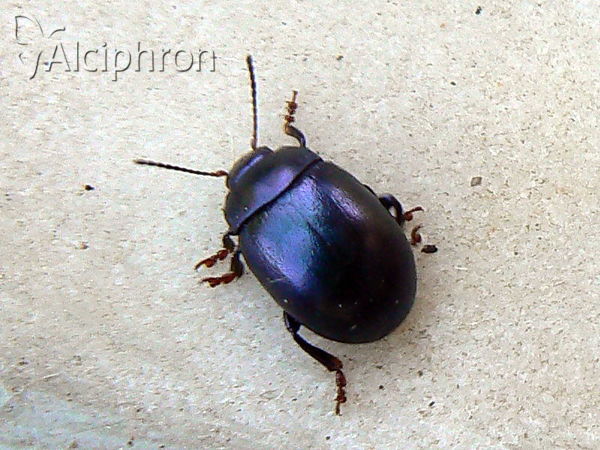 Chrysolina sturmi