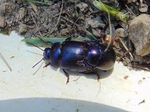 Chrysolina sturmi