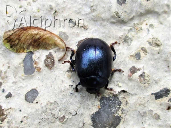 Chrysolina sturmi