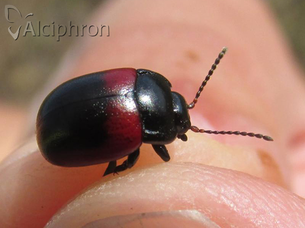 Chrysolina limbata