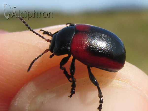 Chrysolina limbata