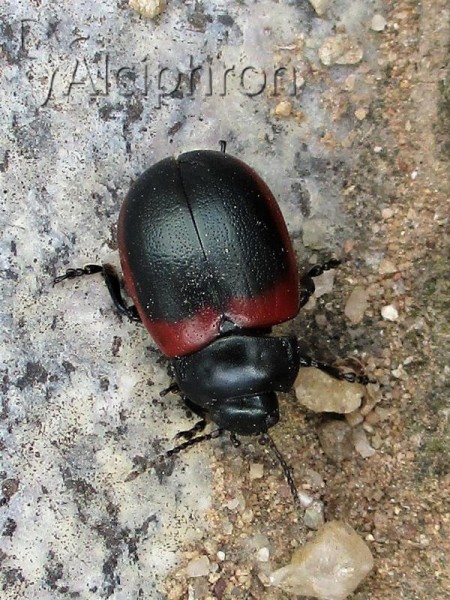 Chrysolina limbata