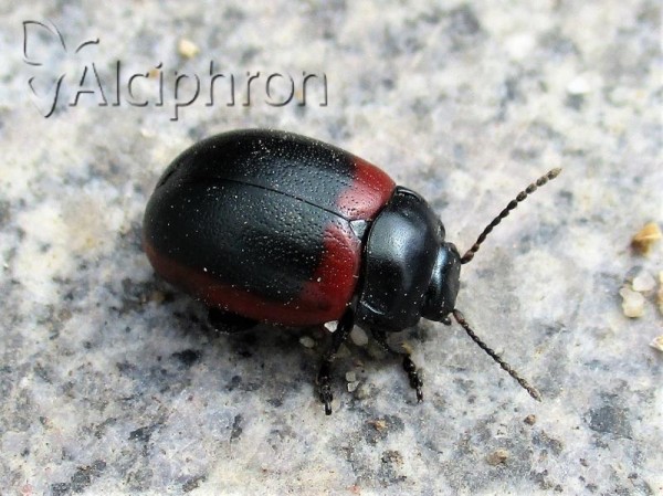 Chrysolina limbata