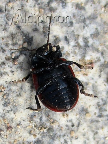 Chrysolina limbata
