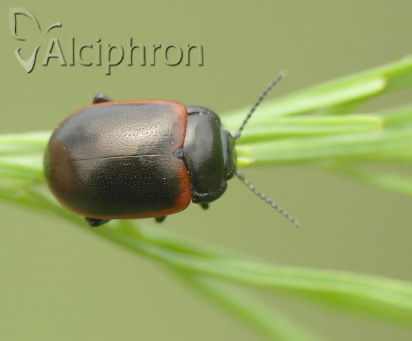 Chrysolina limbata