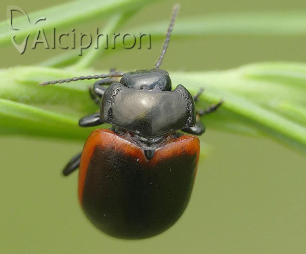 Chrysolina limbata