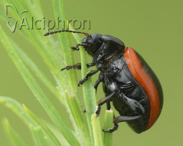 Chrysolina limbata