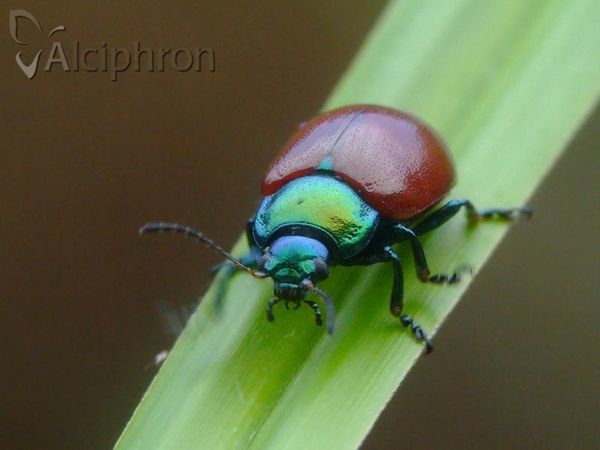Chrysolina polita