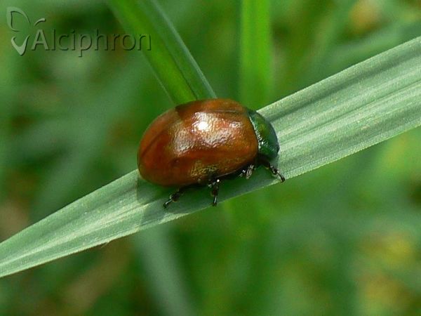 Chrysolina polita