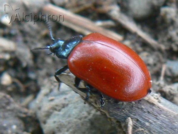 Chrysolina polita
