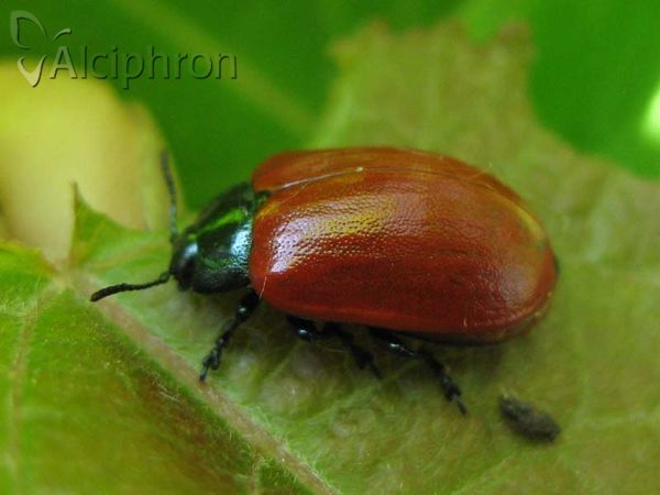 Chrysolina polita