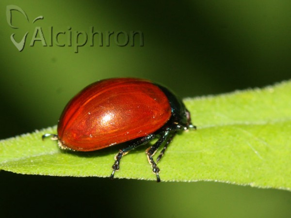 Chrysolina polita