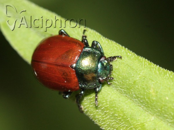 Chrysolina polita